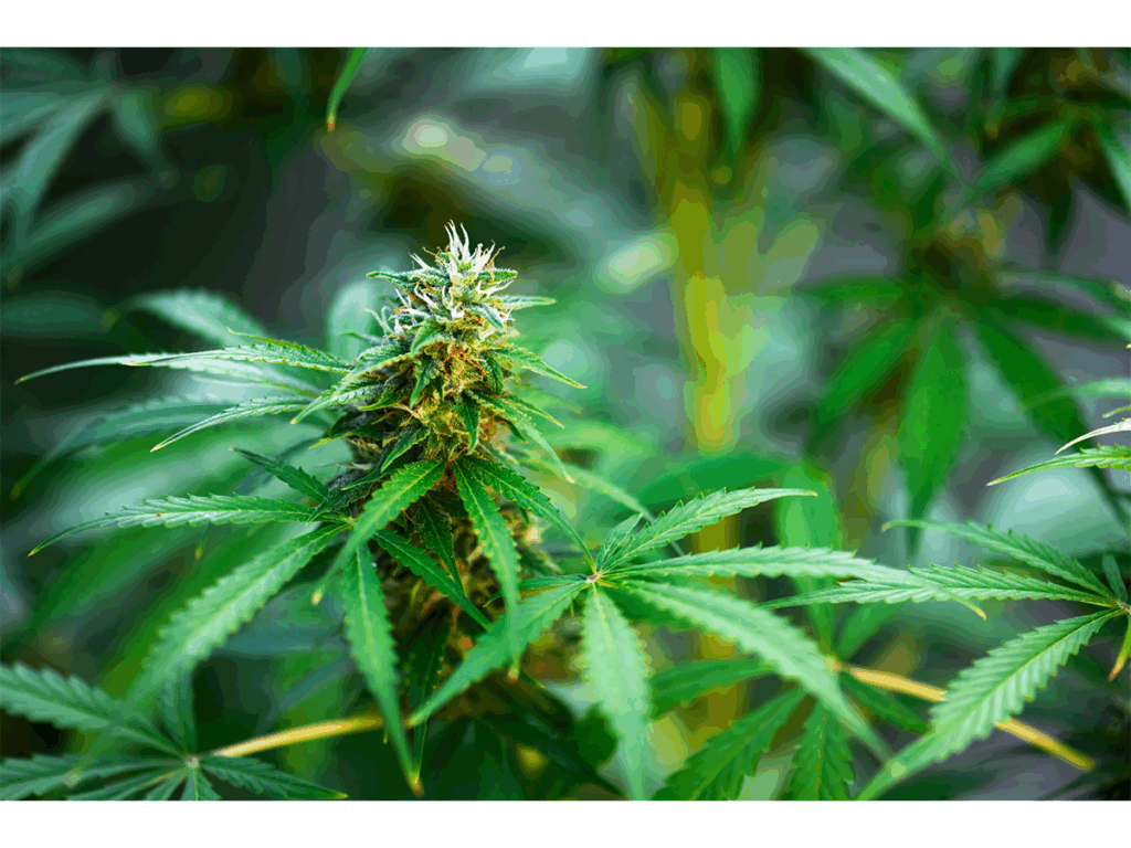 Marijuana Addiction Treatment Windansea Recovery